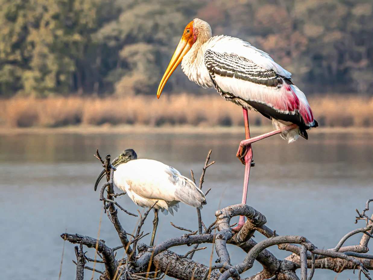 Bird Watching at Surwal Lake