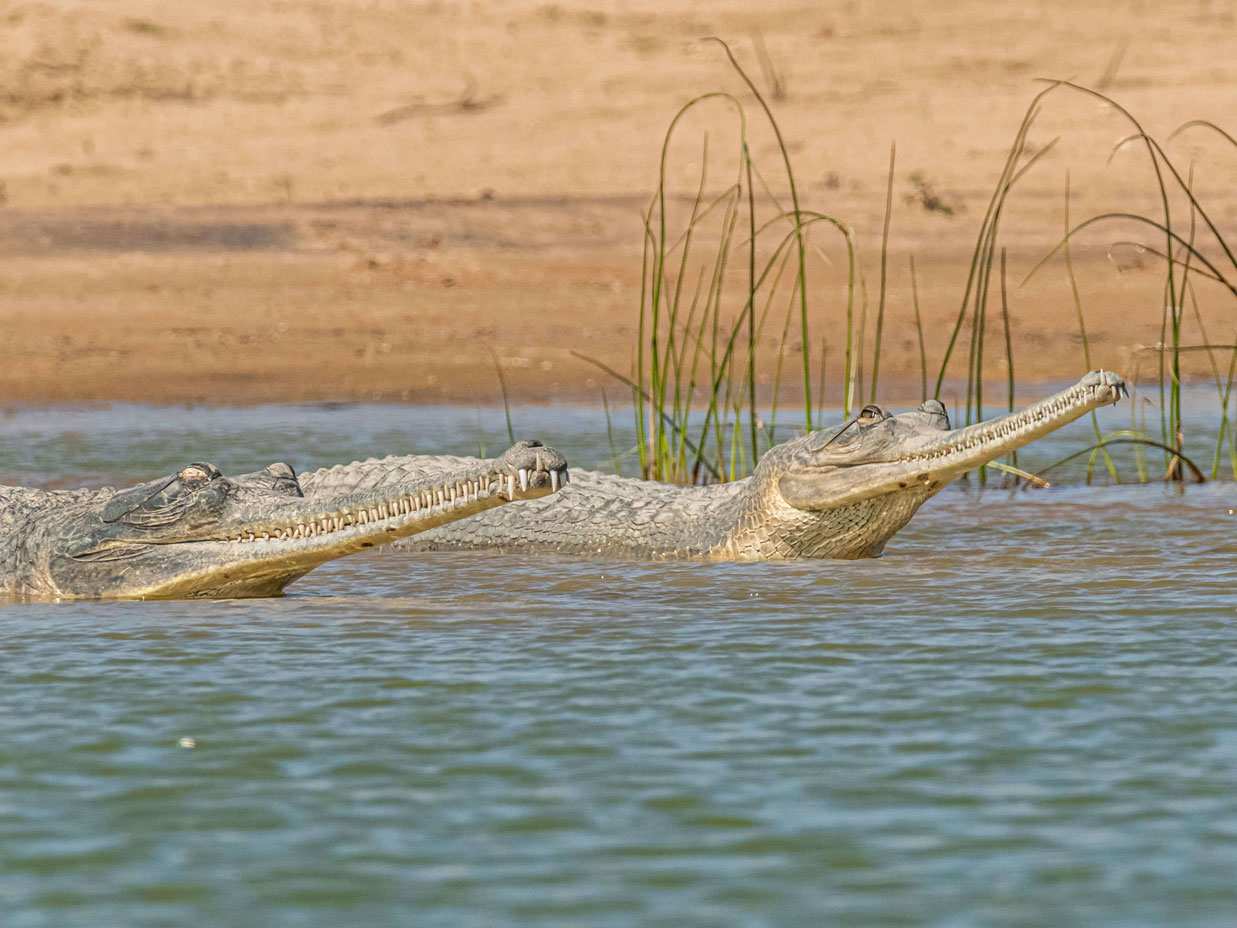 Crocodile Safari at Chambal River