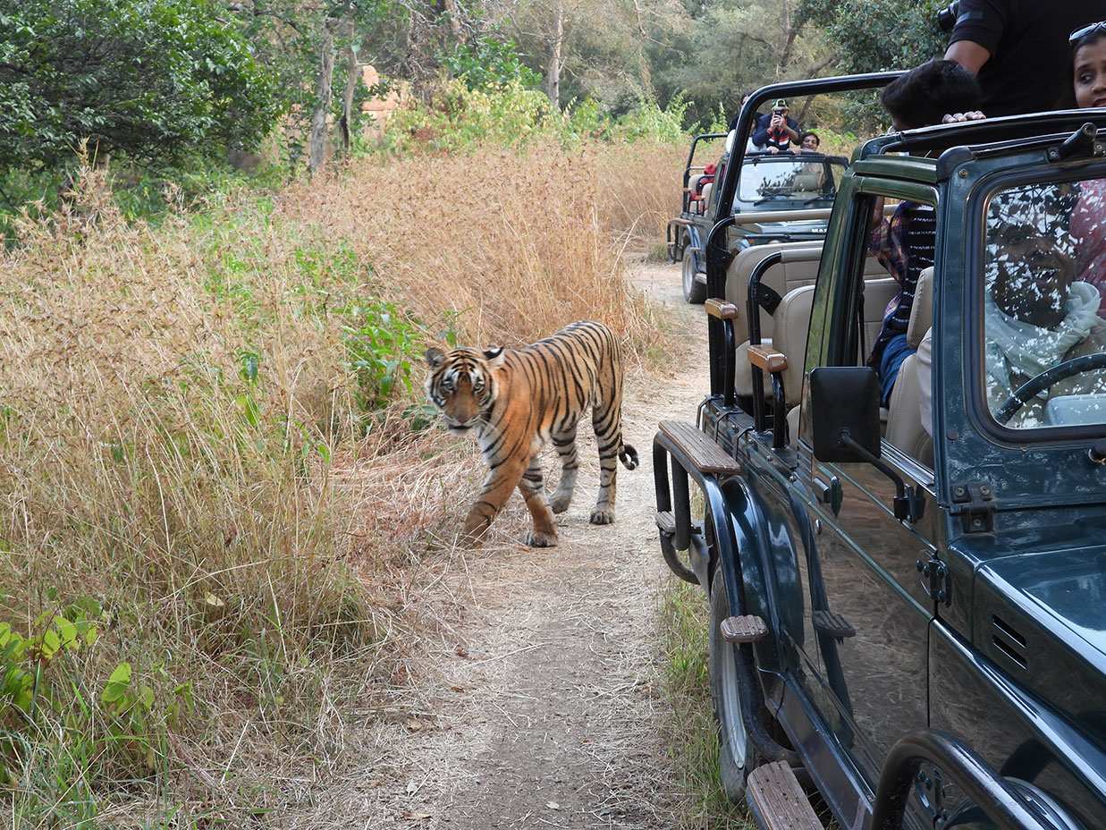 Jeep Safari