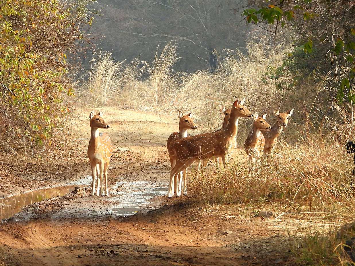 Ranthambore National Park